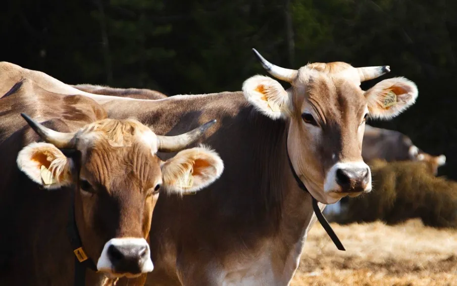 Ветераны СВО могут получить грант «Агромотиватор» на развитие собственного агробизнеса